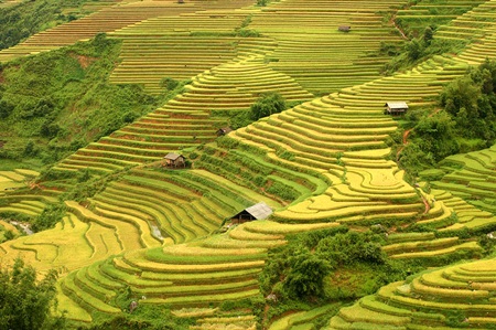 Những thửa ruộng bậc thang
đẹp như tranh vẽ hiện lên giữa núi rừng Tây Bắc